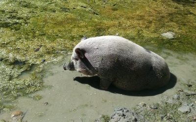 Aktionswoche vom 03.06 bis 07.06