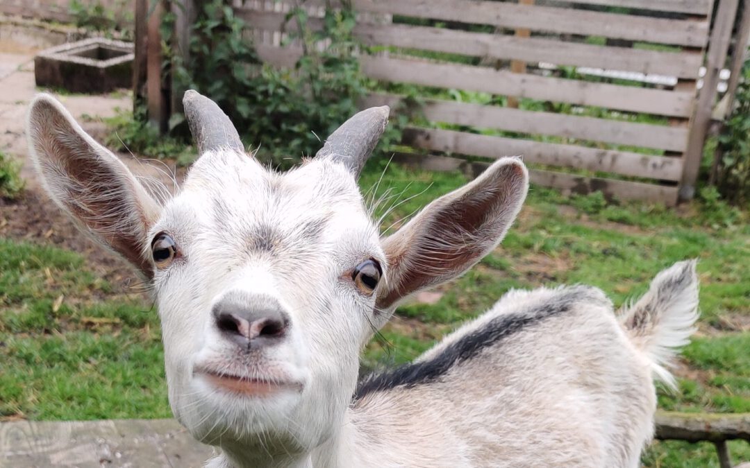 Uncategorized | Kinder- und Jugendfarm Bremen e.V.