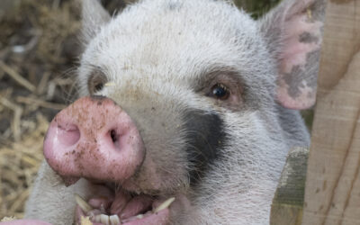 Ein großes Dankeschön