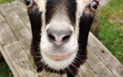 Montag, 13.11. bis Freitag 17.11 bleibt die Farm geschlossen