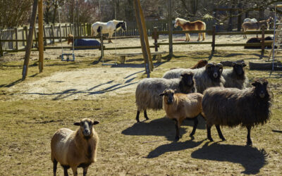 Sommerferienprogramm 2023