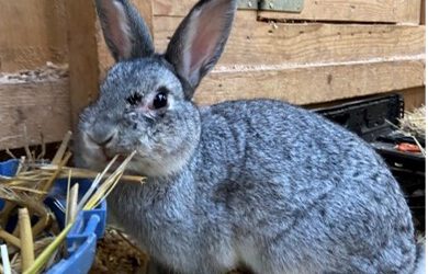 Kaninchen in Pflegehände abzugeben