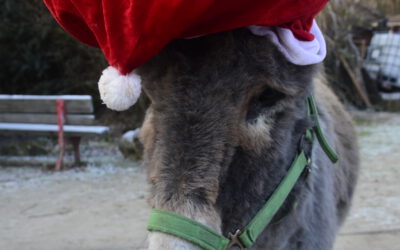 Überraschungs-Programm in den Winterferien!