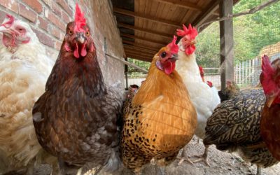 Ferienprogramm Sommer 2024