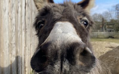 Mitgliederversammlung